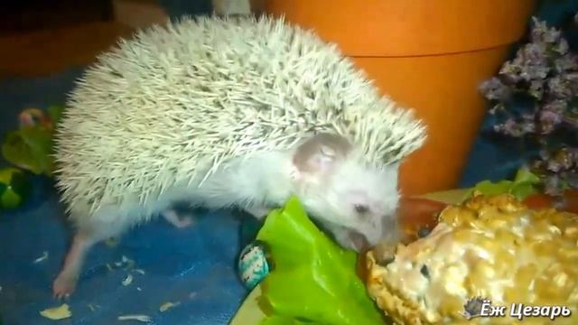 Видео о ёжике. Маленький ёжик кушает! смотреть онлайн