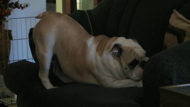 English Bulldog Boston Terrier Play with ball смотреть онлайн