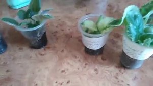 Размножение фиалок черенками и пасынками//Укоренение в земле и в вермикулите.