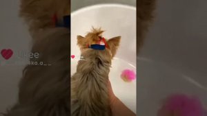 Микки пики смешные озвучка 🤣🤣🤣🤣🤣🤣🤣🤣🤣😅