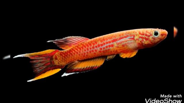 топ 5 самых красивых аквариумных рыбок! смотреть онлайн