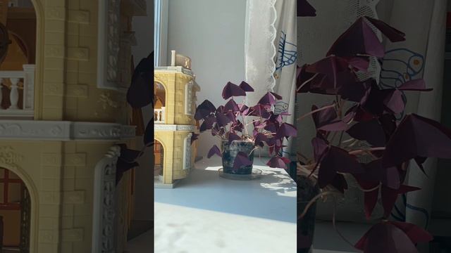 Когда оксалис хочет пить смотреть онлайн