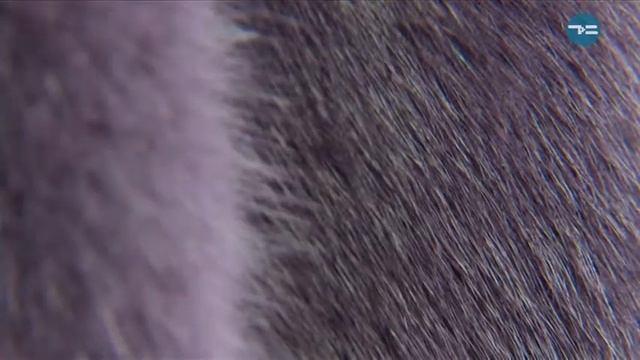 Меховой салон "Peari" смотреть онлайн