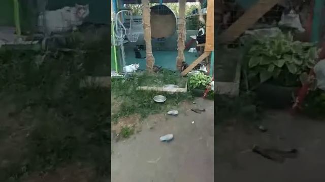 Приюту нужна помощь