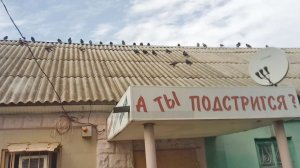 Голубиные посиделки на парикмахерской в Херсоне 15.09.2022. Душевно и сюжеты других сцен. Жизнь