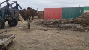 вывоз навоза на мтз 80.  1 рейс пробный.