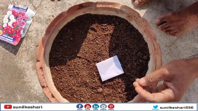 How to Grow Daisy Mixed Bellis Perennis seeds смотреть онлайн