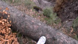 Что случилось с лесом в германии?