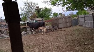 Как увеличить надой молока у коровы. В летний период.