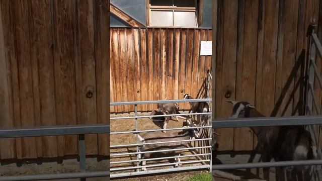 Балуем наших тоггенбургских козочек живой музыкой : )