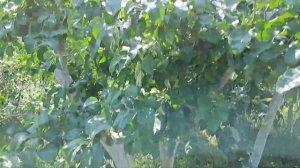 Почему краснеют листья на груше?Лилия(5) желтая зацвела.07.07.23.Сев Каз..Ч.548.