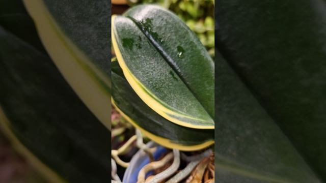 Орхидея Фаленопсис Sogo Viviev (variegata)