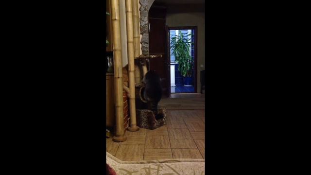 Ну почему этот Рыжий не хочет со мной играть? смотреть онлайн