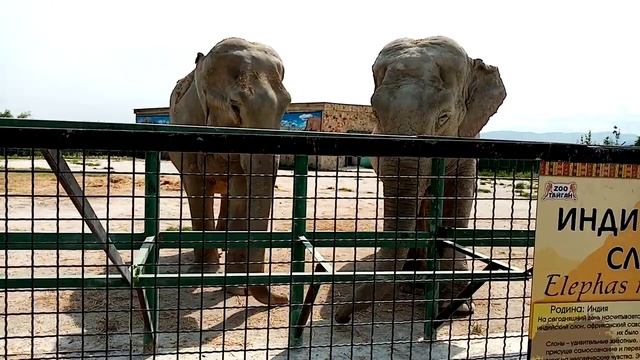 Парк Тайган. Слоны.Taigan Park. Elephants.