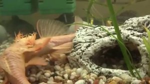 Аквариум. Сомики анциструсы содержание, уход, размножение. Aquarium. Catfish ancistrus