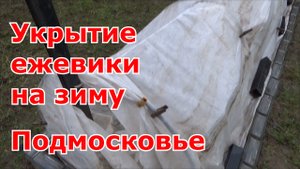 Укрываю ежевику на зиму, как укрыть и не сломать побеги. Подготовка к зиме ежевики Подмосковье.