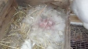 БЕЛЫЙ ПАННОН. Массовые окролы. Как проверить покрылась ли крольчиха.