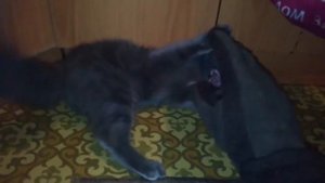 Злые коты / СМЕШНО И СТРАШНО / Жесть ПОЛНАЯ