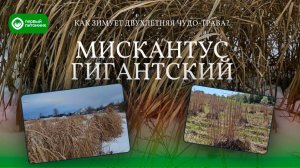 Зимовка Мискантуса Гигантского в питомнике "Треугольник"