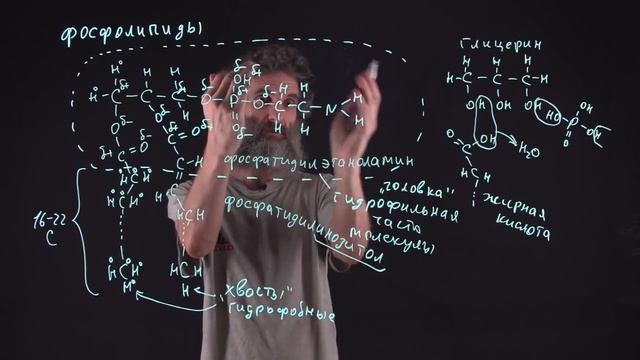 Цитология. Лекция 26. Клеточная мембрана смотреть онлайн