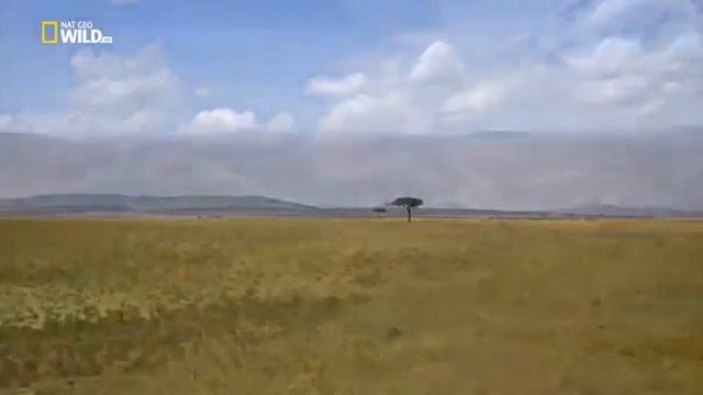 Мир дикой природы Африканская саванна/ the wildlife of the African savannah"