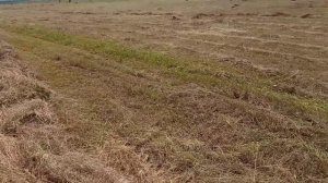 Сенокос 2021. Работа т16 с гвк 6.  Грабли прицепные. т 16