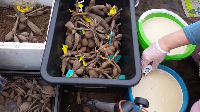 Георгина не прорастает.  Самый эффективный способ пробуждения георгинов