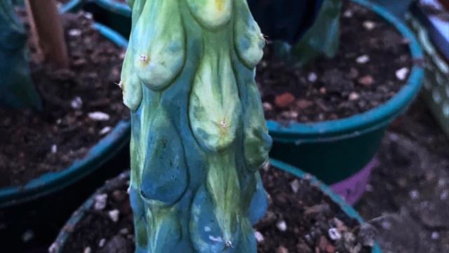 8/28 unbox part2: aeonium red King Kong, anthane, echeveria Angel wing crested, coral cactus смотреть онлайн