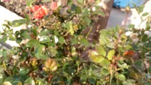 The fiery orange rose symbol of passion and energy.