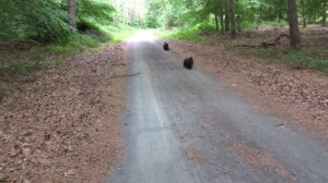 СКОТЧ-ТЕРЬЕР ВСЕ О ПОРОДЕ. ИНТЕРЕСНЫЕ ФАКТЫ