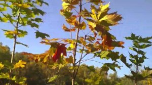 AUTUMN  beauty trees,золотая осенняя красота солнечные зайчики белки