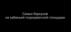 Семья барсуков фотоловушка, барсуки в природе