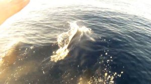 Дельфины в Красном море/Египет/ Шарм-Эль-Шейх