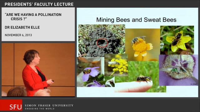 Are we Having a Pollination Crisis? | President's Faculty Lecture with Dr. Elizabeth Elle смотреть онлайн