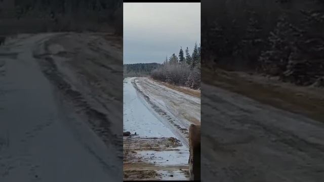 В ХМАО рядом с поселком заметили стаю волков