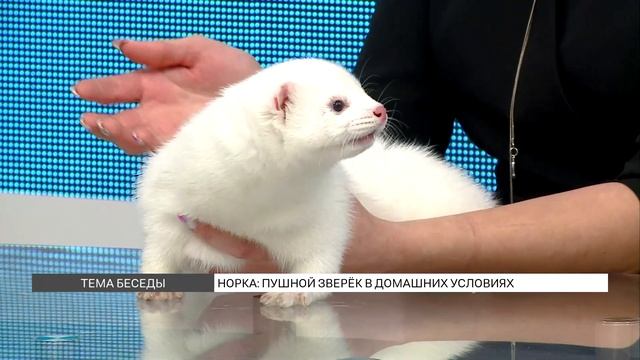 Как содержать норку в квартире? смотреть онлайн