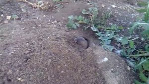 Землеройка или слепыш роет ямы на даче