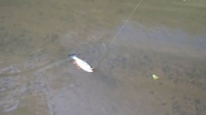 Fish-Point.ru. Тестировал Tsuribito Pencil 47