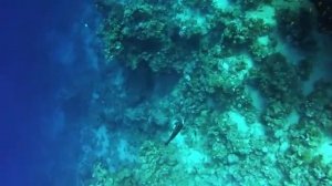 Рыбы Красного Моря. Подводная охота в Египте.