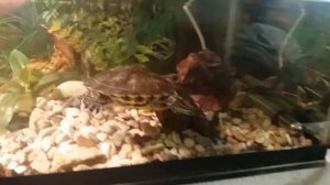 Выпускаем улиток красноухой черепахе (второе видео)