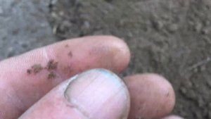 Денежка. Сразу три находки в одной ямке