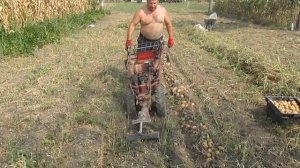 MF-70 Копаем картофель 3