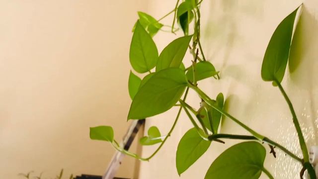 POTHOS - MONEY PLANT VERTICAL ARRANGEMENT смотреть онлайн