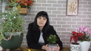 Натуральные стимуляторы укоренения у вас дома ✔️ Сок алоэ помогает укоренять растения