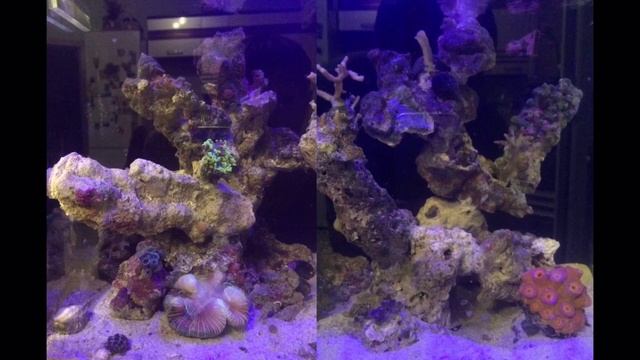 Полный апгрейд морского аквариума смотреть онлайн