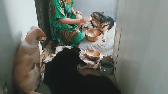 Музыка для лечения животных 2021- Тибетские Поющие Чаши 🍯 смотреть онлайн