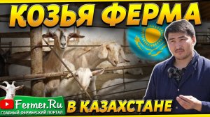 Козья ферма на 100 голов под Алматы. Альпийские и Зааненские козы. Ручное доение коз. Рацион для коз