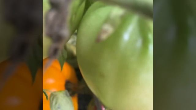 Томаты надо ли пасынковать, разные сорта ПАСЫНКУЮ и нет, эксперимент, что выросло, какие сорта смотреть онлайн