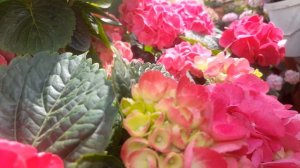 Крупнолистная гортензия Грин Шадоу!🌺🌺🌺🌺🌺