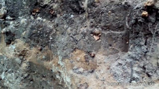 Сколько нужно воды для полива растений и кустарников. смотреть онлайн